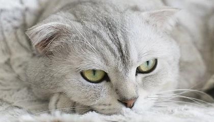 欧冠高清直播-郝伟：前两次足协杯没夺冠很可惜 佩莱肯定会首发