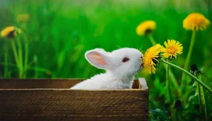 欧冠官方正版-林良锋：霍利尔栽树，后人乘凉